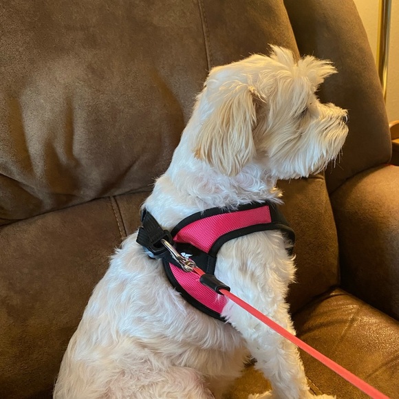 Gooby Pink and Black Dog Harness - Picture 7 of 9